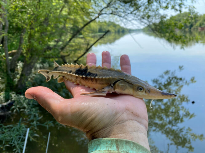 Prehistoric fish may spawn for first time in 50 years